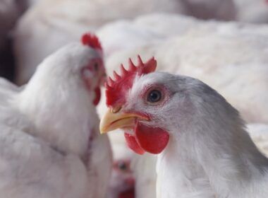 haiti abre oportunidades para exportadores de carne de frango e