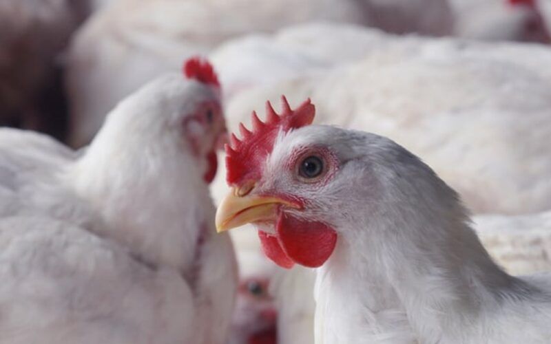haiti abre oportunidades para exportadores de carne de frango e