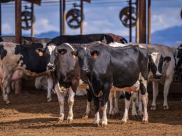 Hipocalcemia subclínica: identifique sinais e adote estratégias eficazes para proteger sua saúde óssea e geral 23 Hipocalcemia subclínica: identifique sinais e adote estratégias eficazes para proteger sua saúde óssea e geral