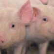 hub mg agro promove suinocultura sustentavel com solucoes que aumentam