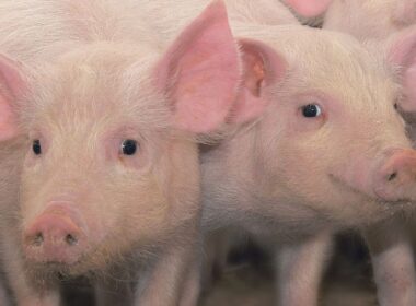 hub mg agro promove suinocultura sustentavel com solucoes que aumentam