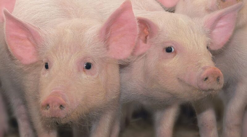 hub mg agro promove suinocultura sustentavel com solucoes que aumentam