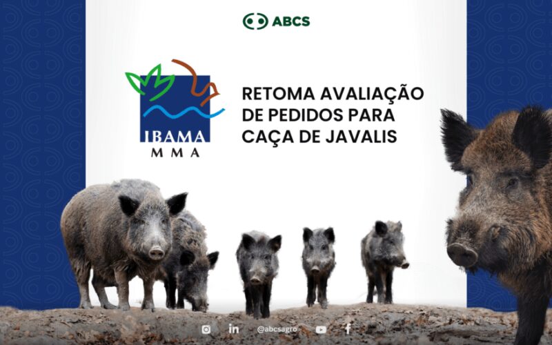 ibama volta a avaliar solicitacoes para cacar javalis