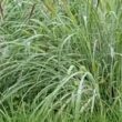 Identifique a gramínea ideal para sua fazenda e potencialize a produção de maneira eficaz