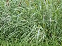 Identifique a gramínea ideal para sua fazenda e potencialize a produção de maneira eficaz