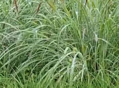 Identifique a gramínea ideal para sua fazenda e potencialize a produção de maneira eficaz