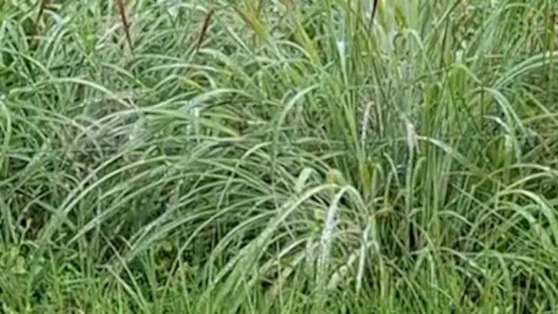 Identifique a gramínea ideal para sua fazenda e potencialize a produção de maneira eficaz