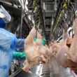 Impacto da Influenza Aviária nas exportações brasileiras: como proteger seu negócio e garantir resultados positivos.