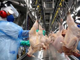 Impacto da Influenza Aviária nas exportações brasileiras: como proteger seu negócio e garantir resultados positivos. 16 Impacto da Influenza Aviária nas exportações brasileiras: como proteger seu negócio e garantir resultados positivos.