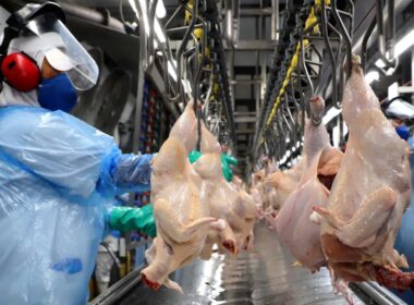 Impacto da Influenza Aviária nas exportações brasileiras: como proteger seu negócio e garantir resultados positivos.