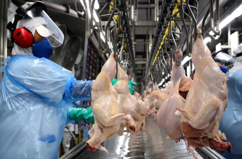 Impacto da Influenza Aviária nas exportações brasileiras: como proteger seu negócio e garantir resultados positivos.