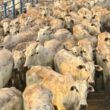 Super lote de 200 novilhas no capricho e com manejo top chama a atenção em Rondônia
