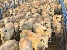 Super lote de 200 novilhas no capricho e com manejo top chama a atenção em Rondônia