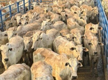 Super lote de 200 novilhas no capricho e com manejo top chama a atenção em Rondônia
