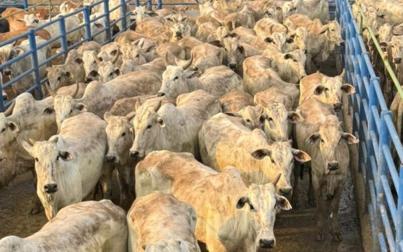 Super lote de 200 novilhas no capricho e com manejo top chama a atenção em Rondônia
