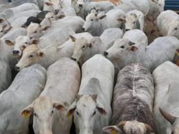 Novilhas e bois pesados surpreendem com alto rendimento de carcaça em MS