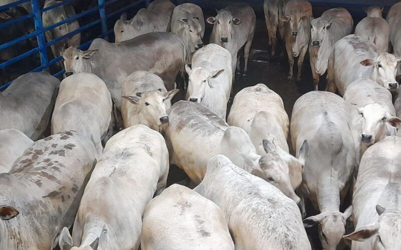 Novilhas Nelore zero dentes parecem até taurinas e chegam a 19@ em SP