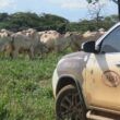 Produtividade na pecuária brasileira cresce quase 90% em 12 anos