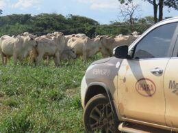 Produtividade na pecuária brasileira cresce quase 90% em 12 anos