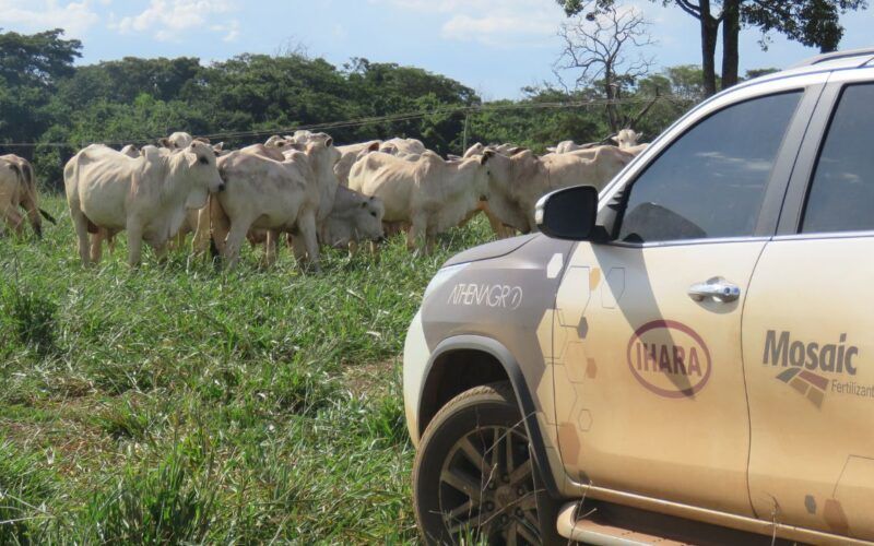 Produtividade na pecuária brasileira cresce quase 90% em 12 anos