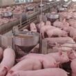 industria suina russa emprestimos flexiveis como chave para o crescimento