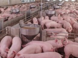 industria suina russa emprestimos flexiveis como chave para o crescimento