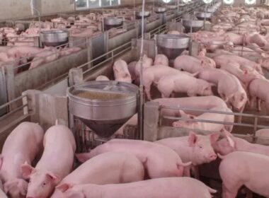 industria suina russa emprestimos flexiveis como chave para o crescimento