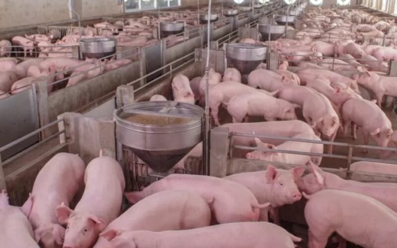 industria suina russa emprestimos flexiveis como chave para o crescimento