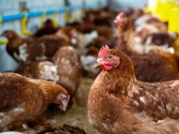influenza aviaria japao interrompe temporariamente a importacao de carne de