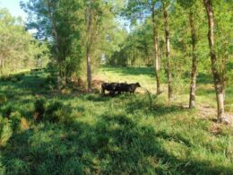 Inoculante potencializa nutrição do pasto e eleva produtividade em mais de 20% para pecuários mais eficientes 20 Inoculante potencializa nutrição do pasto e eleva produtividade em mais de 20% para pecuários mais eficientes