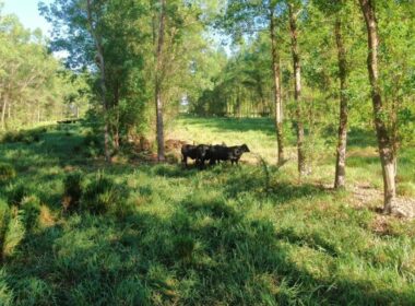 Inoculante potencializa nutrição do pasto e eleva produtividade em mais de 20% para pecuários mais eficientes