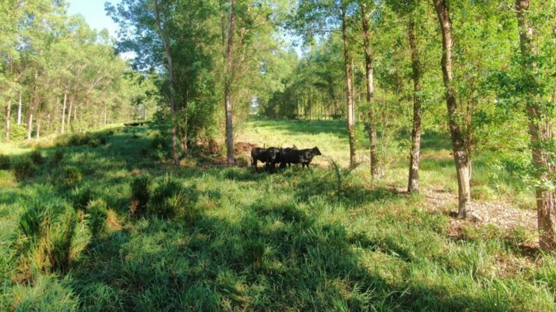 Inoculante potencializa nutrição do pasto e eleva produtividade em mais de 20% para pecuários mais eficientes