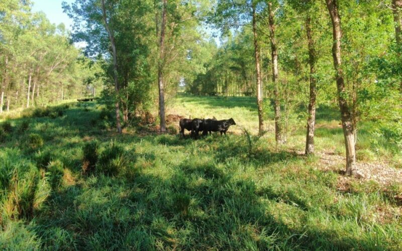 Inoculante potencializa nutrição do pasto e eleva produtividade em mais de 20% para pecuários mais eficientes