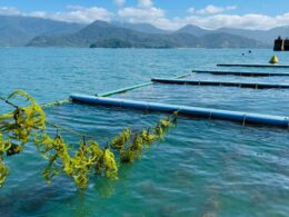 inovacao e sustentabilidade como a pesquisa em aquicultura em sp