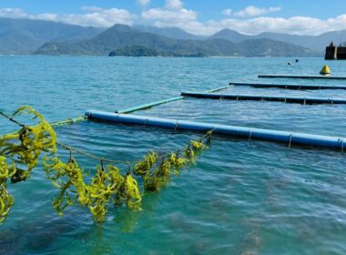 inovacao e sustentabilidade como a pesquisa em aquicultura em sp