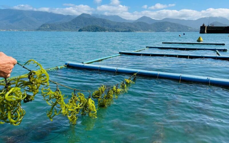inovacao e sustentabilidade como a pesquisa em aquicultura em sp