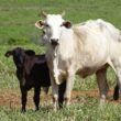 inovacao no campo jbs revoluciona cadeia da pecuaria com ferramenta
