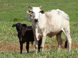 inovacao no campo jbs revoluciona cadeia da pecuaria com ferramenta