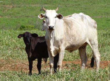 inovacao no campo jbs revoluciona cadeia da pecuaria com ferramenta