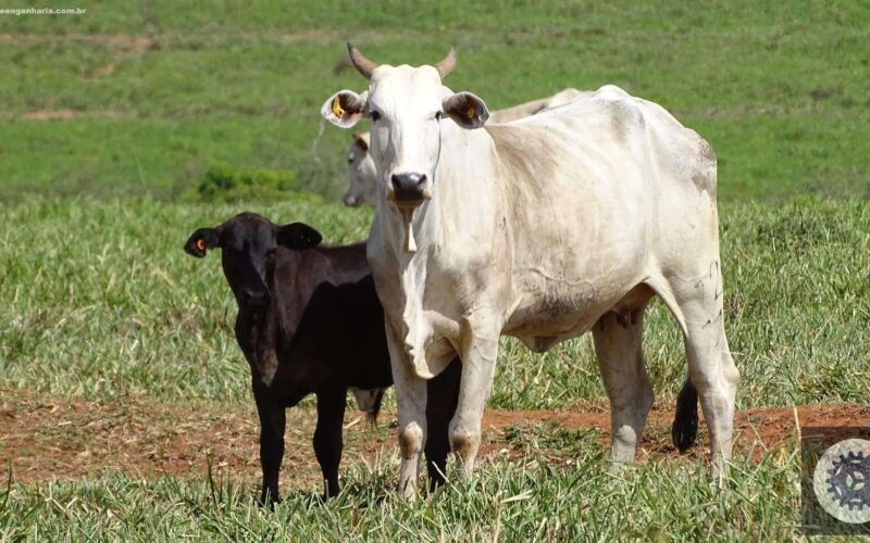 inovacao no campo jbs revoluciona cadeia da pecuaria com ferramenta
