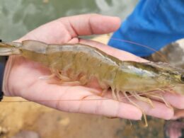 Inovação no Ceará: Projeto Revoluciona Produção de Camarões no Interior 10 inovacao no ceara projeto revoluciona producao de camaroes no interior