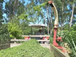 Gliricídia: pesquisadores criam sistema mecanizado que facilita manejo e uso de forrageira