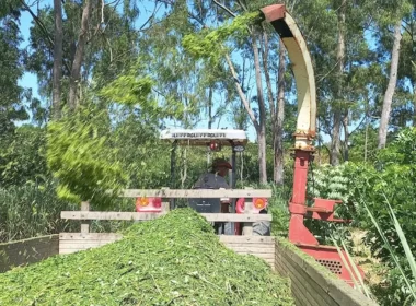 Gliricídia: pesquisadores criam sistema mecanizado que facilita manejo e uso de forrageira