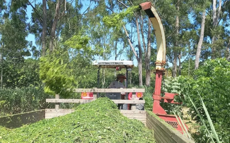Gliricídia: pesquisadores criam sistema mecanizado que facilita manejo e uso de forrageira
