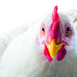 inovacoes sustentaveis na avicultura britanica priorize o bem estar animal e