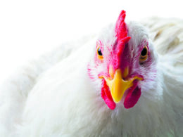 inovacoes sustentaveis na avicultura britanica priorize o bem estar animal e