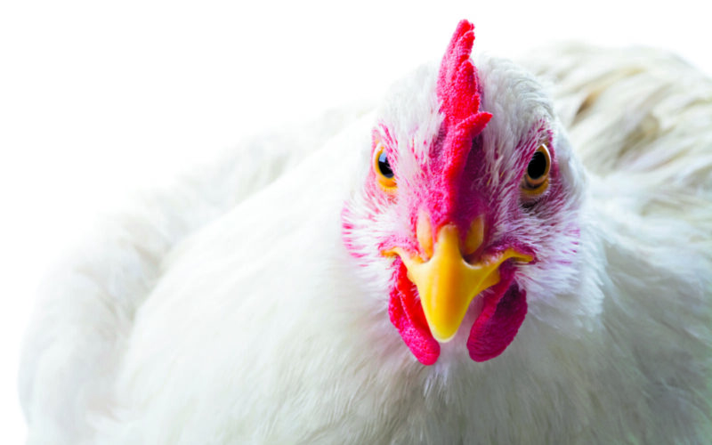 inovacoes sustentaveis na avicultura britanica priorize o bem estar animal e