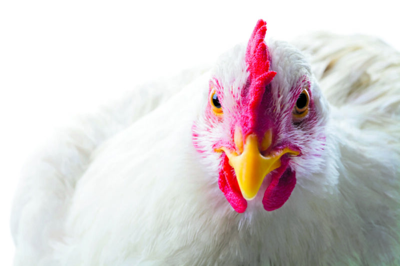 inovacoes sustentaveis na avicultura britanica priorize o bem estar animal e