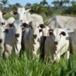 Inseminação e repasse no mesmo dia potencializam resultados reprodutivos e eficiência na produção de rebanho