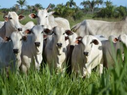 Inseminação e repasse no mesmo dia potencializam resultados reprodutivos e eficiência na produção de rebanho 17 Inseminação e repasse no mesmo dia potencializam resultados reprodutivos e eficiência na produção de rebanho